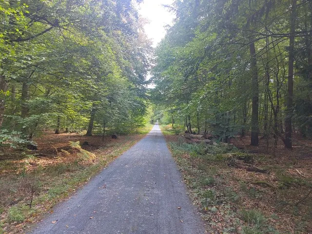 Schnurgerader, schattiger Waldweg auf dem HW8