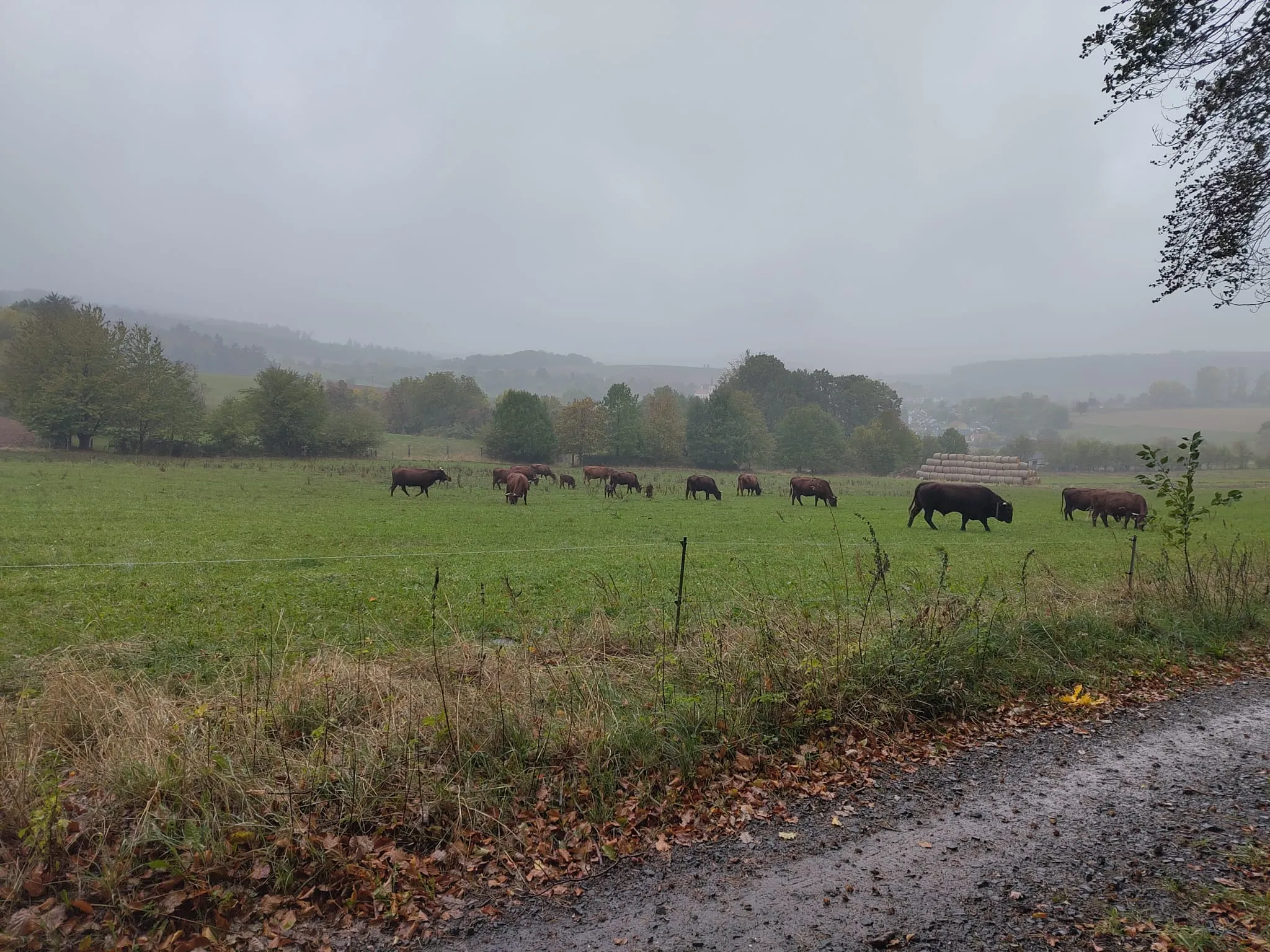 Rotbraune Rinder auf einer Weide im Nebel